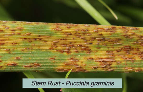 Stem rust on wheat, oat, barley and rye control fungicide