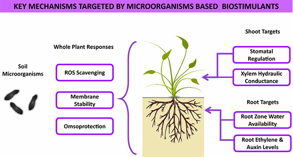 Microbial biostimulant mycorrhizal and mycorrhizae