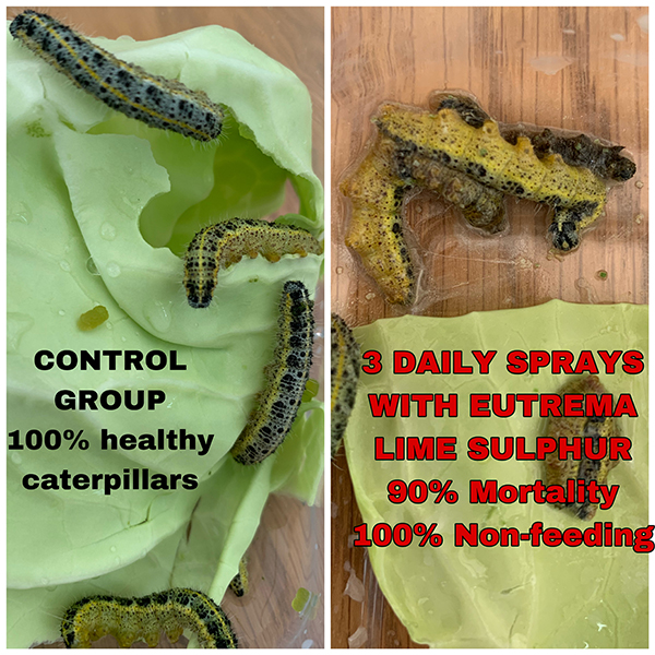 Cabbage white butterfly caterpillars killed