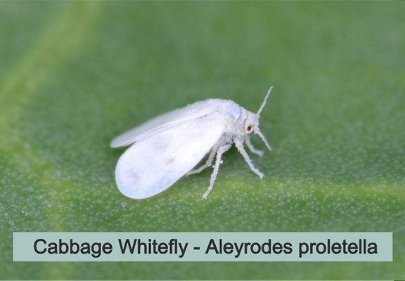 Cabbage whitefly kill killed insecticide