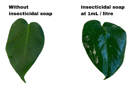 Insecticidal soap also acts as a wetter sticker and spray adjuvant