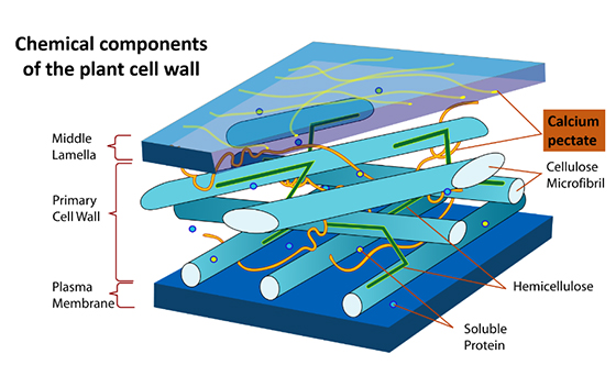 calcium pectate fertiliser cell wall strength