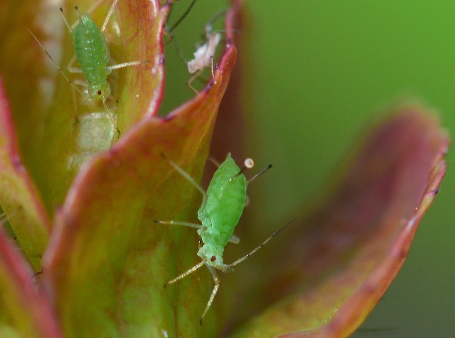 greenfly control blackly aphid yucca