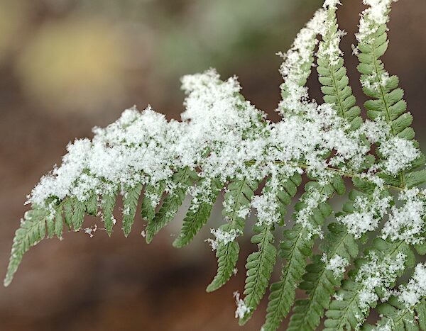 winter tips for perennial plants. Silicon fertiliser