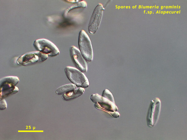 pathogenic spores