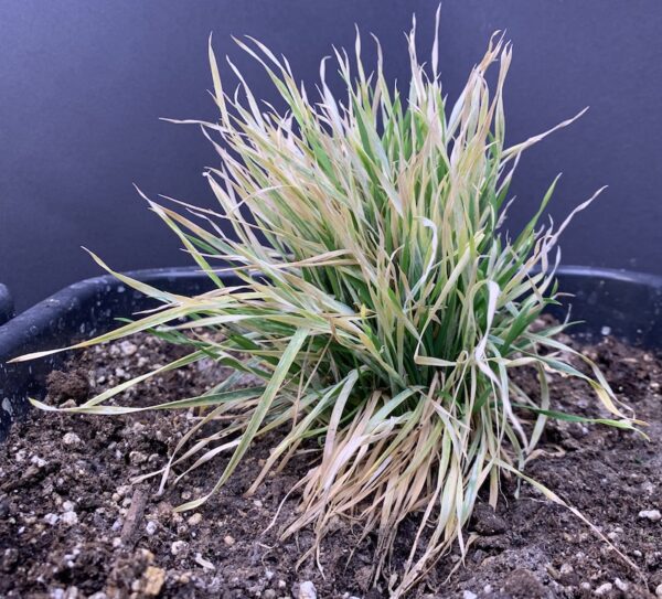 Black grass infected with pathogenic spores