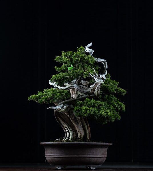 jin fluid used on bonsai is also called lime sulphur